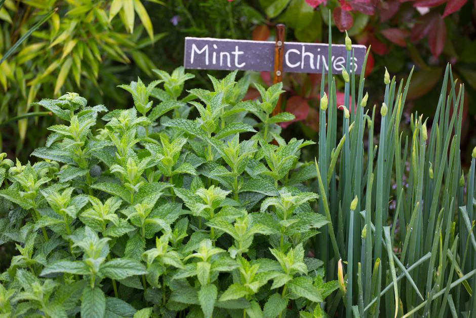 meta in drobnjak | Avtor: Profimedia