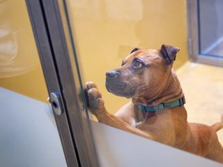 Zavetišče Ljubljana