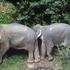 Sloni poginili Tajska