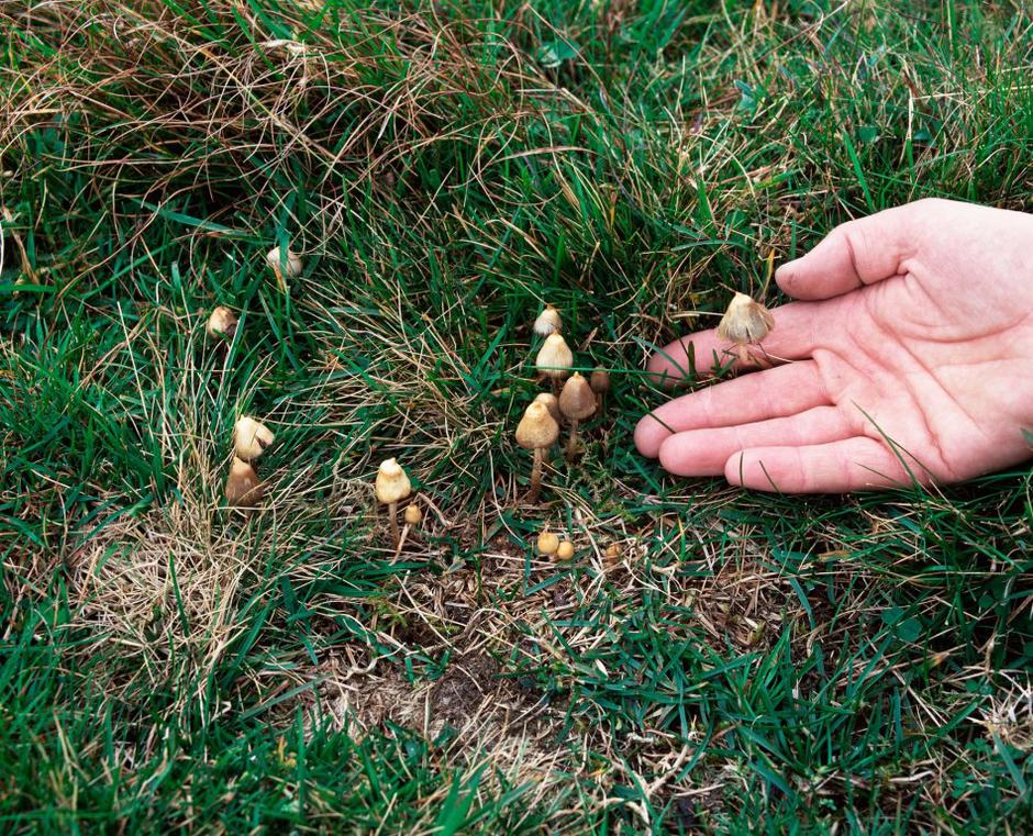 Nore gobe | Avtor: Profimedias