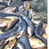 Množični pogin rib