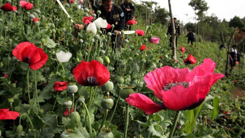 Prihodek od opija v Afganistanu predstavlja neverjetnih sto milijonov dolarjev, 
