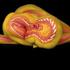 poslikave body painting