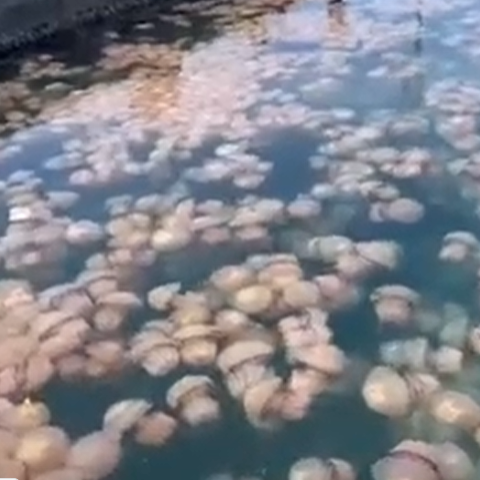 Meduze v Tržaškem zalivu