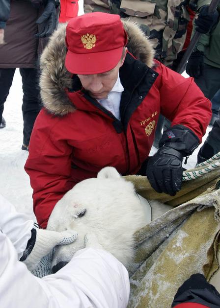 Vladimir Putin, polarni medved