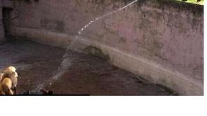 Nesreča v ZOO v Barceloni