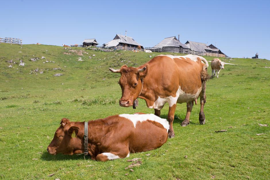 krave | Avtor: Profimedia