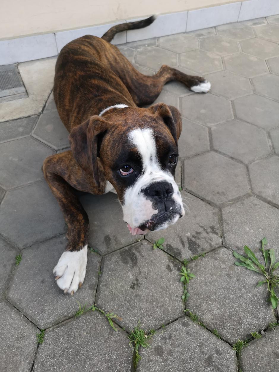 čebelji pik | Avtor: D. M.