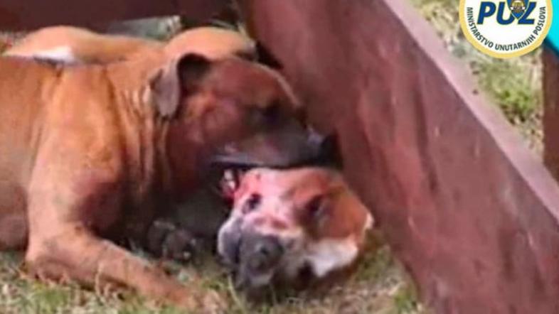 Mučenje psov na Hrvaškem.