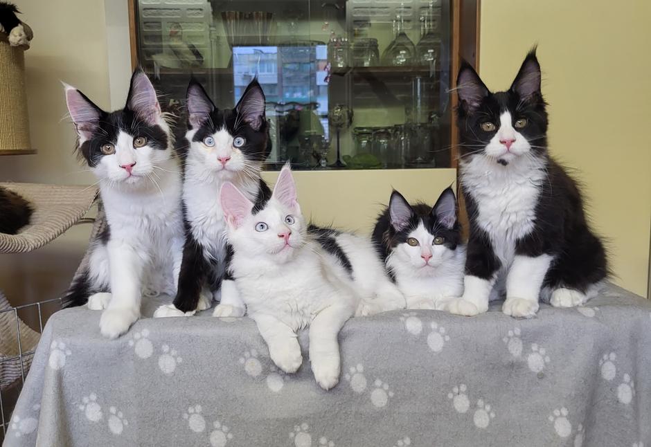 maine coon | Avtor: Andreja Ručman