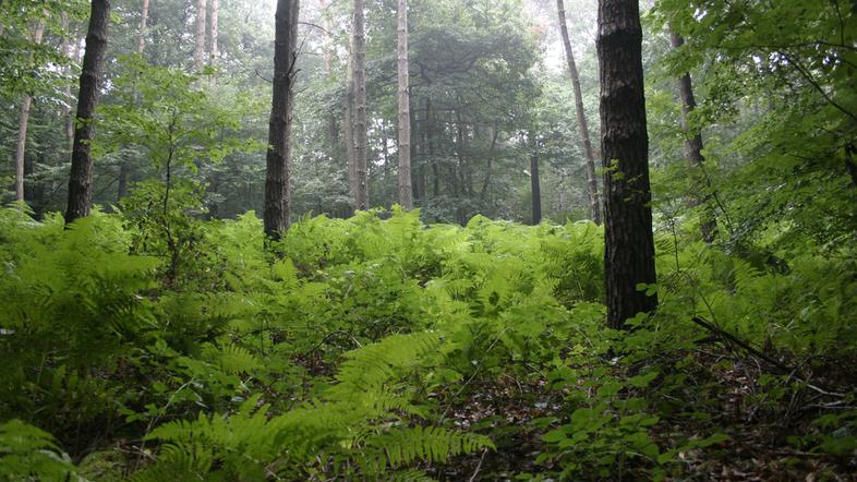 Slika je simbolična.