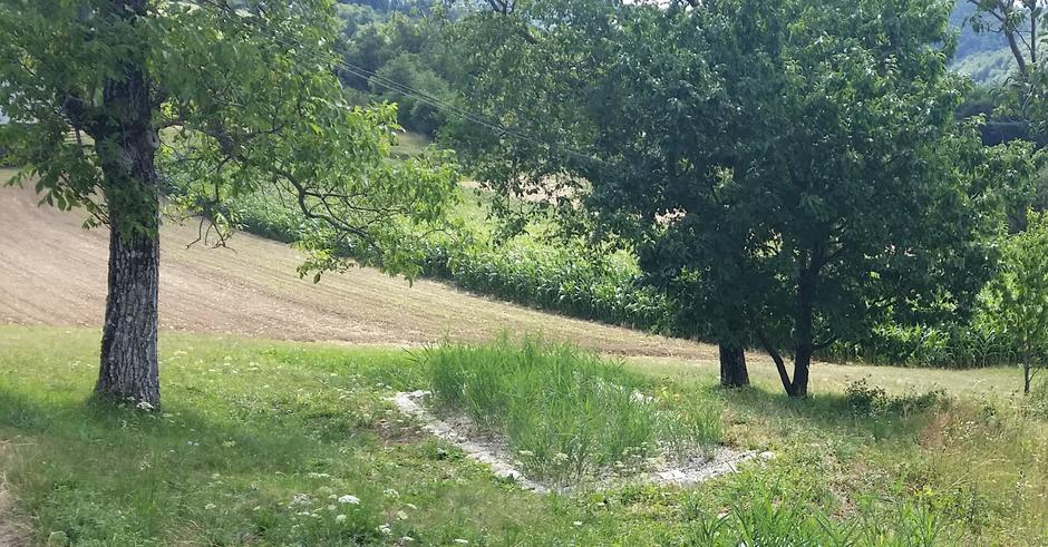 Rastlinska čistilna naprava | Avtor: arhiv Limnowet