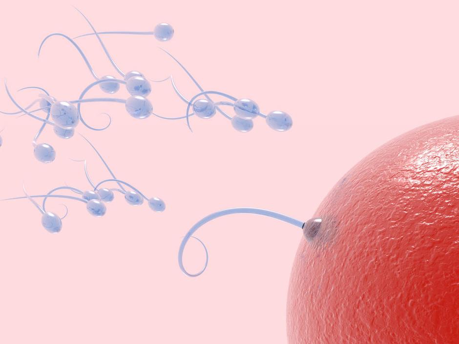 Za plodnost so pomembne tudi življenjske navade. (Foto: Shutterstock) | Avtor: Žurnal24 main