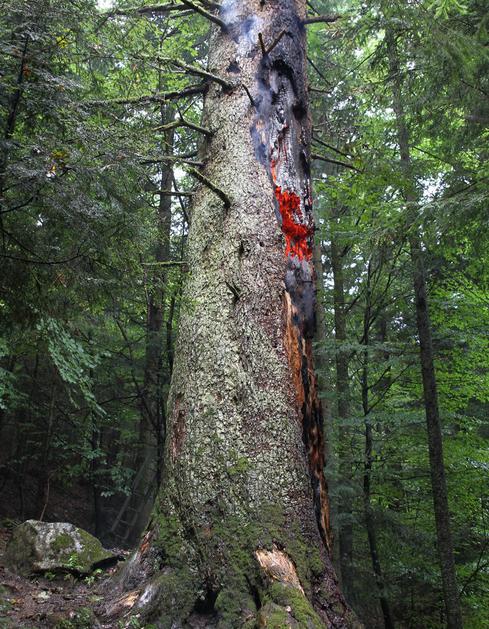 Šmartno na Pohorju, Maroltova jelka, najstarejša evropska jelka