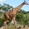 Žirafa Misha