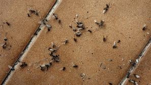mravlje s krilci