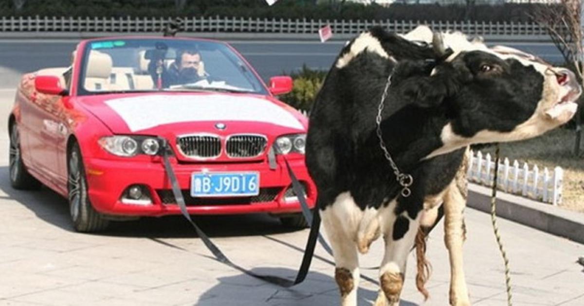 Тащили коровы. Транспортировка животных. Тащили коровы. Мужик с коровой. Тащили коровы.