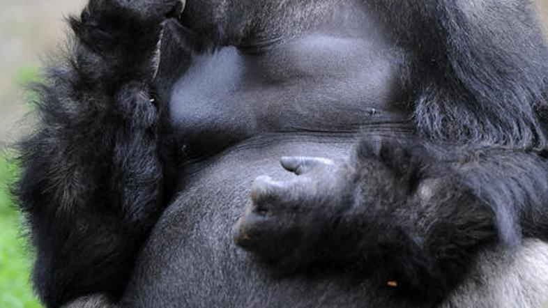 Nova vrsta virusa HIV izvira iz goril.