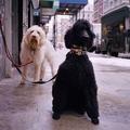 Psi v New Yorku