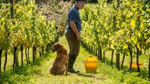 Pes v vinogradu