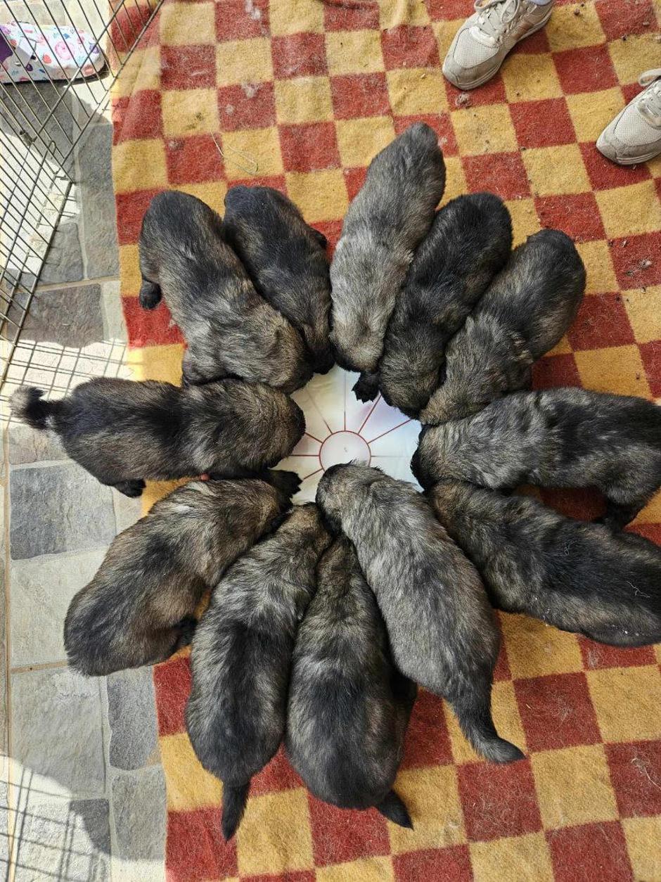 kraški ovčarji | Avtor: Davorin Lisjak