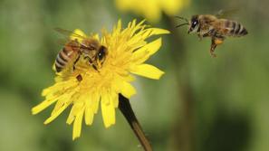 Čebele z območja Postojne so bile po navedbah Vursa najverjetneje zastrupljene.