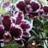 Phalaenopsis