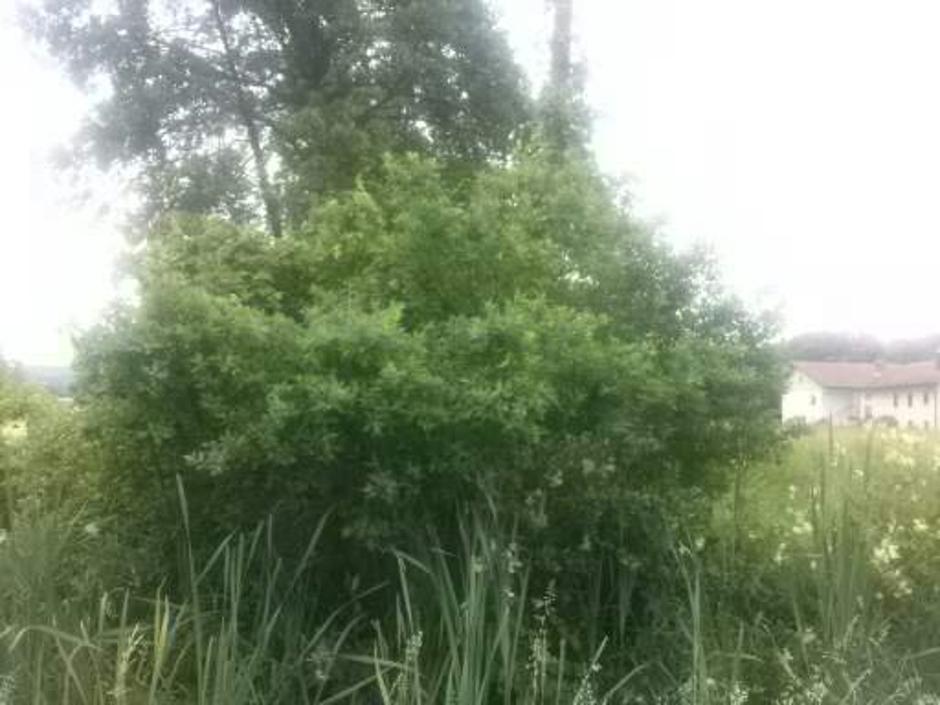 Drevesa sedaj 1 | Avtor: bralka