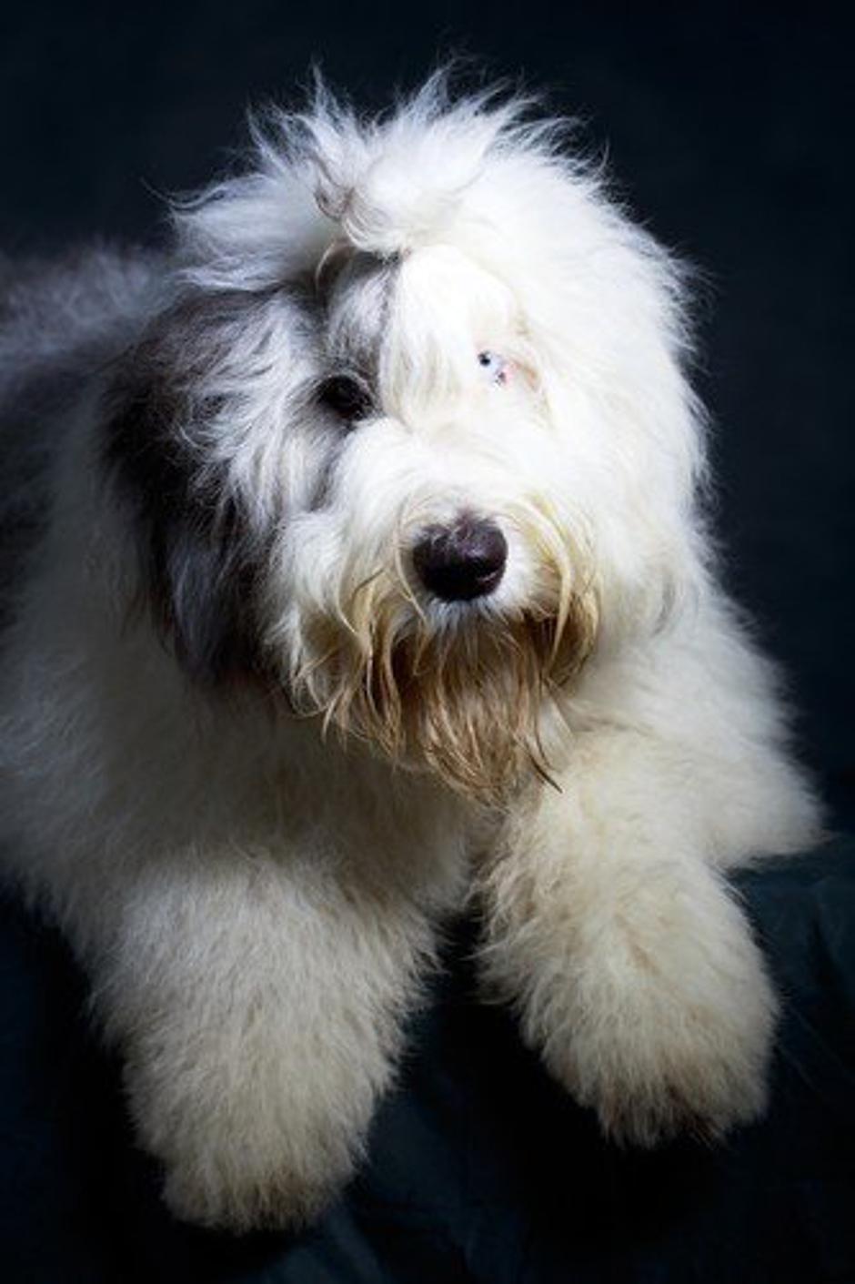 Bobtail | Avtor: Profimedia