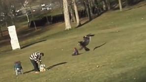 Orel poskuša ukrasti otrok