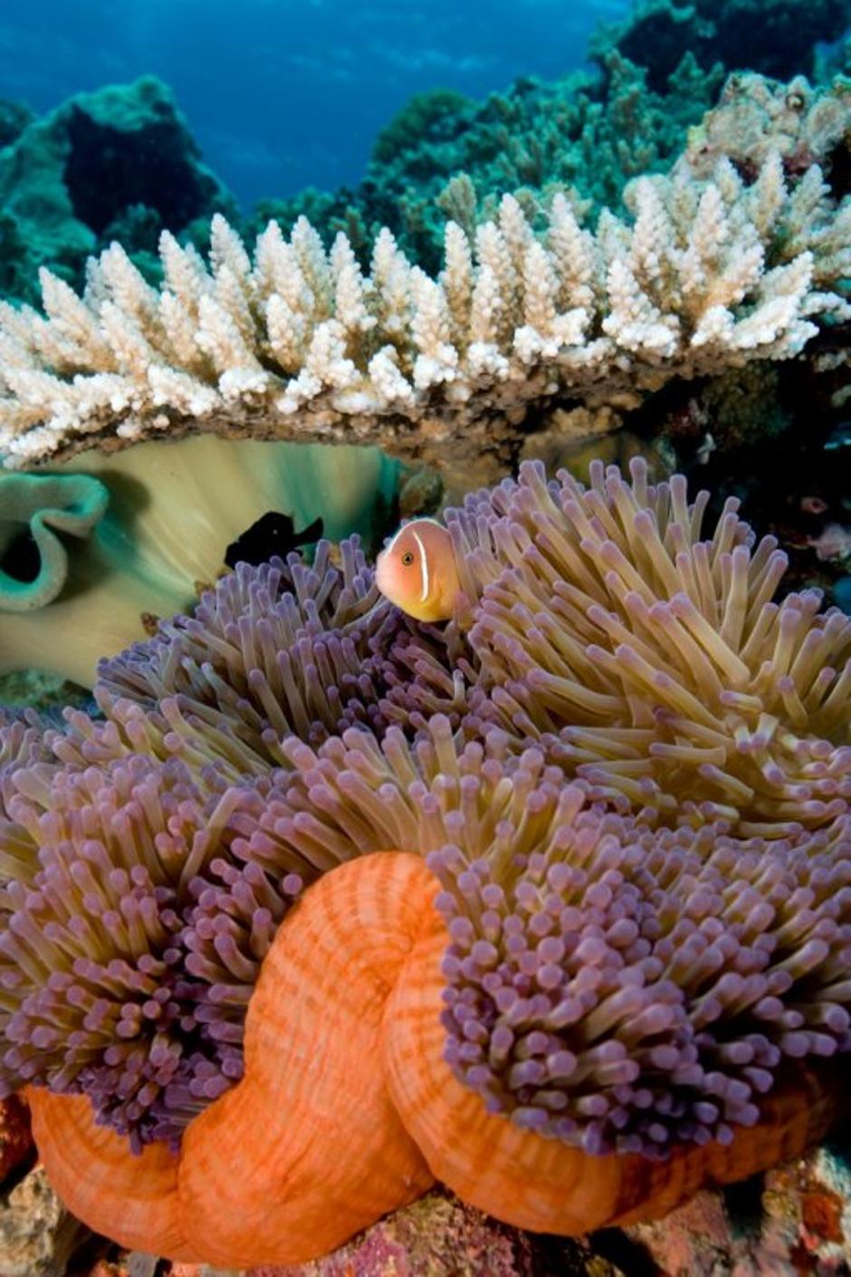 Veliki koralni greben | Avtor: Profimedias