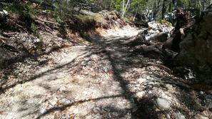 Spravilo lesa ob Bohinjskem jezeru