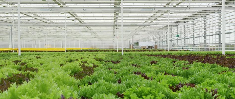 steklenjak solata Panvita