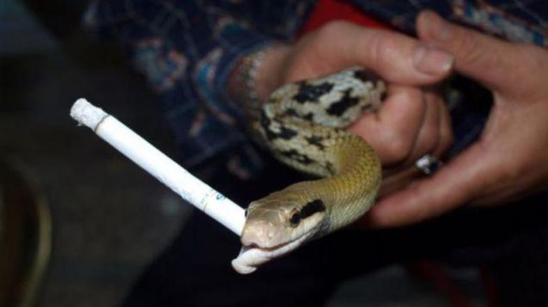 Po pokadi skoraj škatlico cigaret na dan. (Foto: Metro)