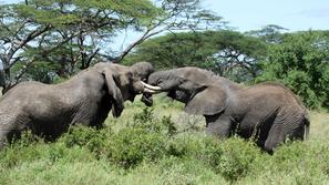 Afriški gozdni slon