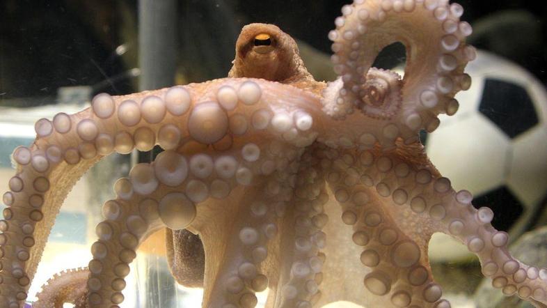 Iranski predsednik ne deli španskega navdušenja nad hobotnico. (Foto: EPA)