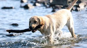 pes, kuža, reka