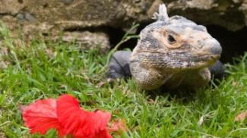 Eksotičen in ljubek