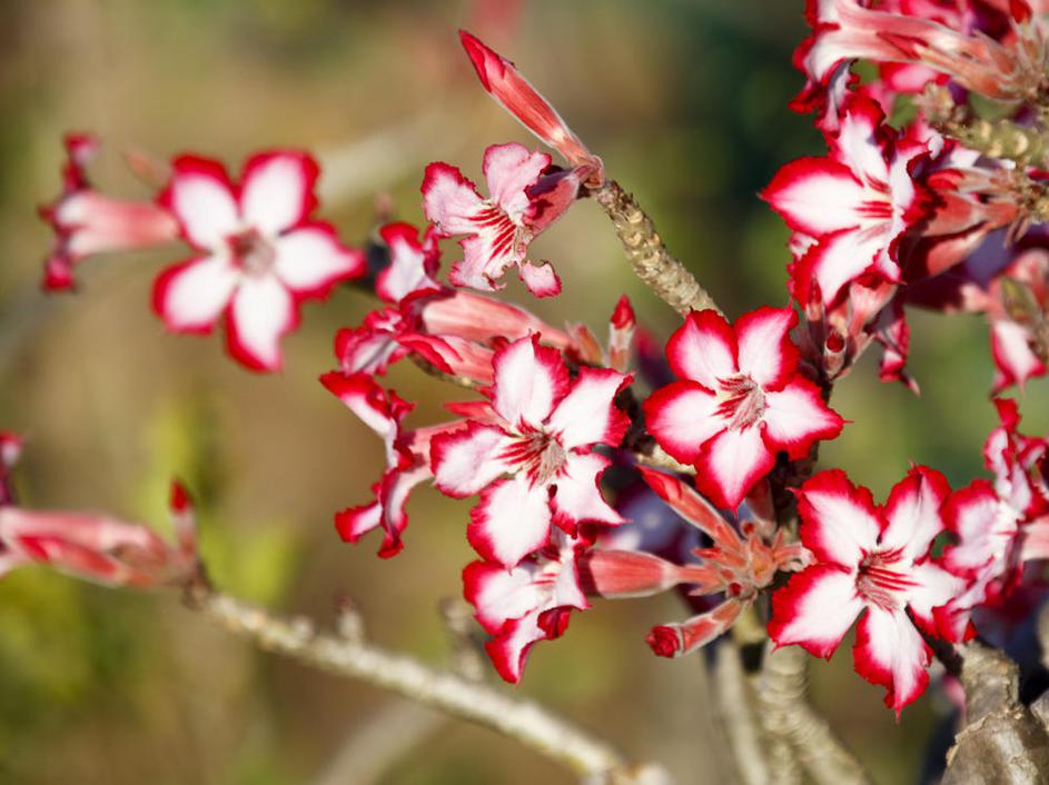 Nacionalni park Kruger, Južnoafriška republika