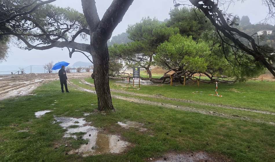 Občina Piran bo iz Fiese odstranila invazivni veliki pajesen in ga nadomestila z avtohtonimi drevesnimi vrstami