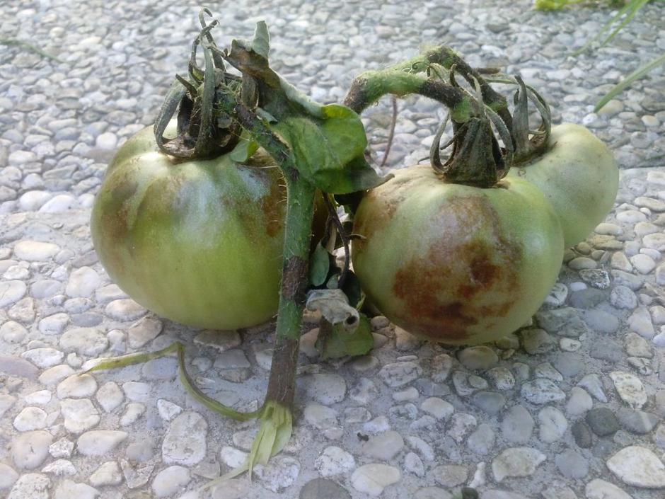 Plesen paradižnika | Avtor: K. Kl.