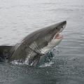 Beli morski psi so neusmiljeni plenilci in izjemni plavalci.