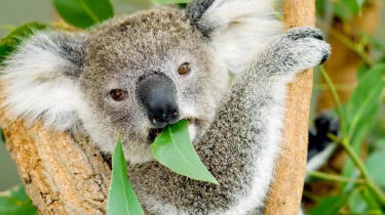 Lucky bo po okrevanju šla nazaj v divjino.