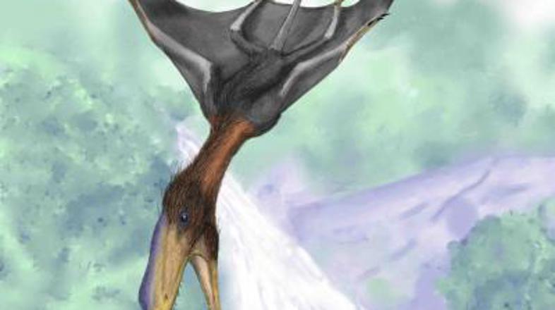 Darwinopterus ima glavo in vrat podoben razviti skupini pterodaktilov, njegovo o