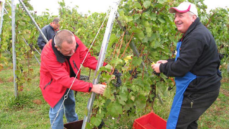 Vinograda Samuela Malnariča toča ni prizadela, zato smeha ob trgatvi Kluba prija