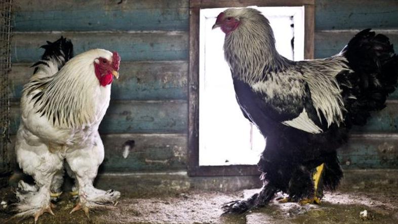 Največji petelin na svetu