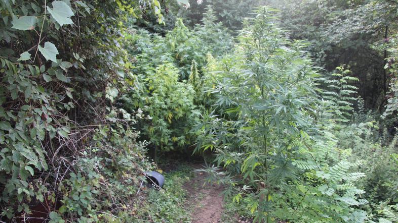 konoplja policija zaseg