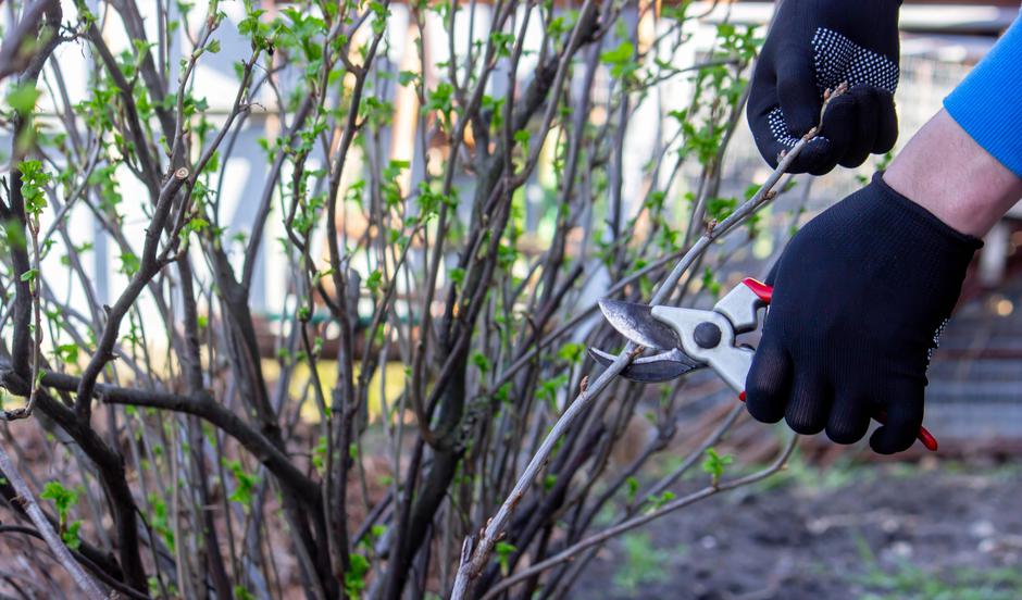 rez črnega ribeza | Avtor: Profimedia