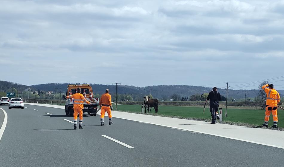 Krava zaprla pomursko avtocesto