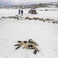 Poginule ovce v snegu 